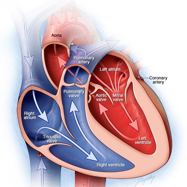 Congenital Heart Disease: Coping Strategies - WireCandy