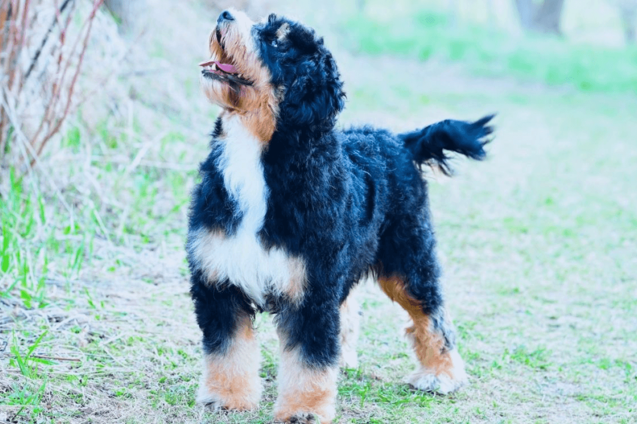 Bernedoodle Puppy: Everything You Need to Know