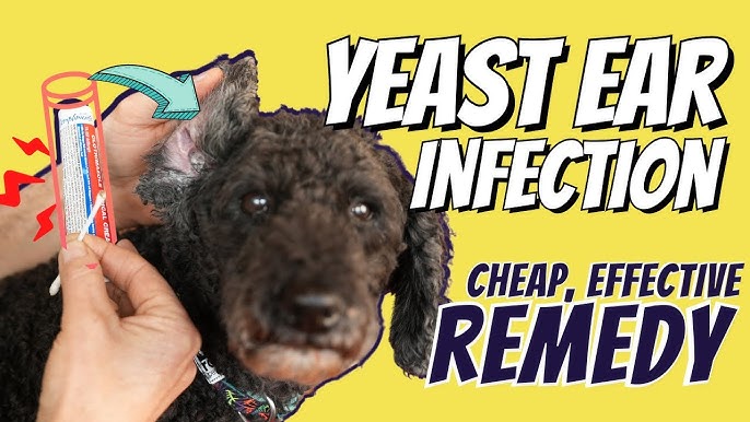 dog ear yeast infection treatment